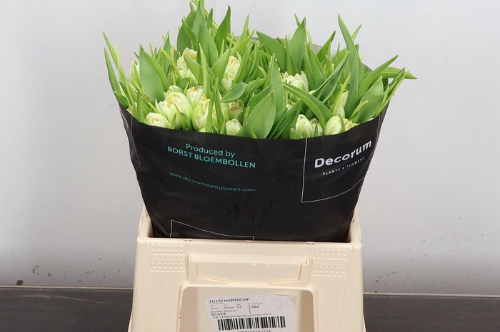 <h4>Tu Du Northcap</h4>