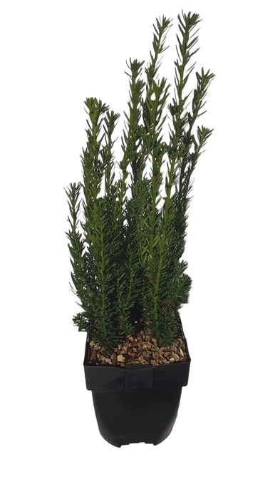 <h4>Taxus media 'Hillii' P17</h4>
