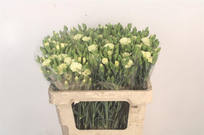 <h4>Di Symply Blondfly</h4>