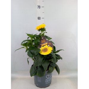 Helianthus decap. 'Suncatcher Gold'