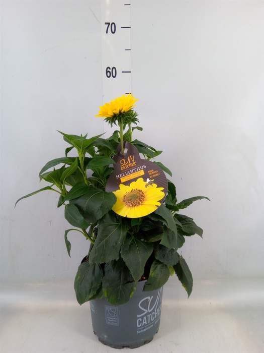 <h4>Helianthus decap. 'Suncatcher Gold'</h4>