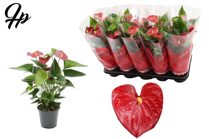 Anthurium Micra in Couture sleeve