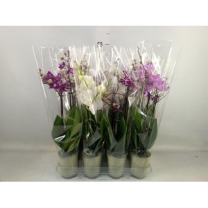 Phalaenopsis   ...mix