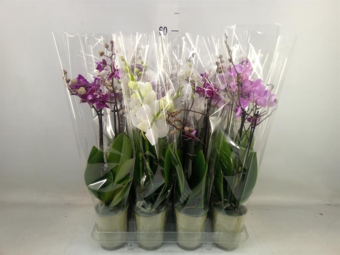 <h4>Phalaenopsis   ...mix</h4>