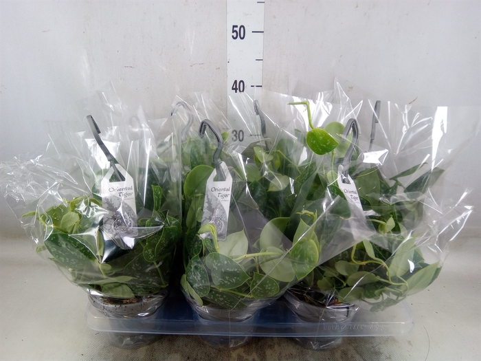 <h4>Scindapsus pictus 'Argyraeus'</h4>