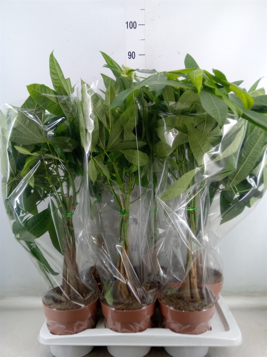 <h4>Pachira aquatica</h4>