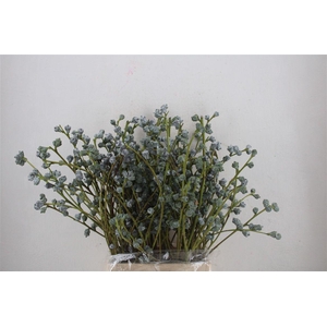 Euca Boule 300gram P Bunch