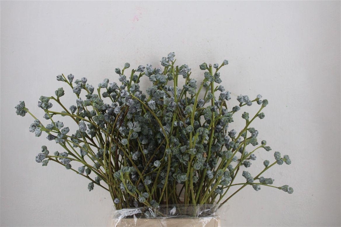 <h4>Euca Boule 300gram P Bunch</h4>