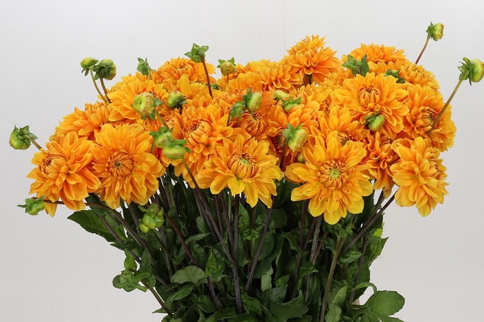 <h4>Dahlia Bizon Brons</h4>