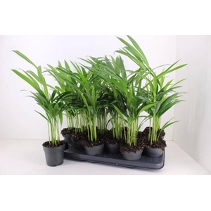 DYPSIS LUTESCENS