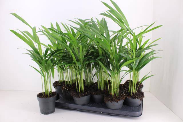 <h4>DYPSIS LUTESCENS</h4>