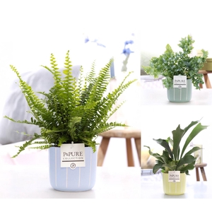 Varens gemengd in P&PURE Fleur ceramics ass. 3