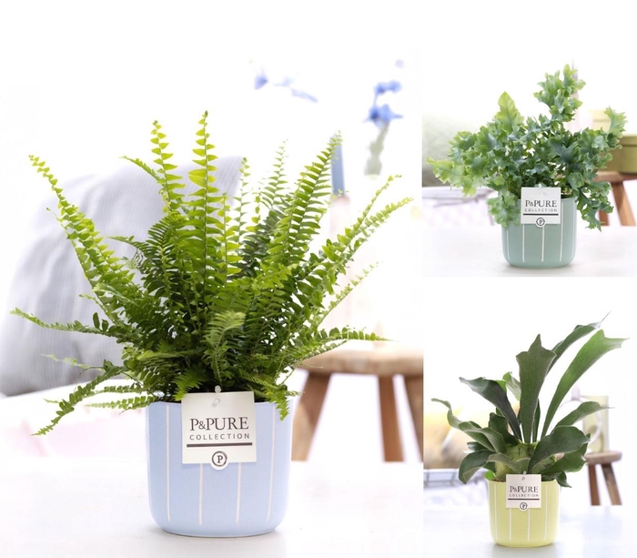 <h4>Varens gemengd in P&PURE Fleur ceramics ass. 3</h4>