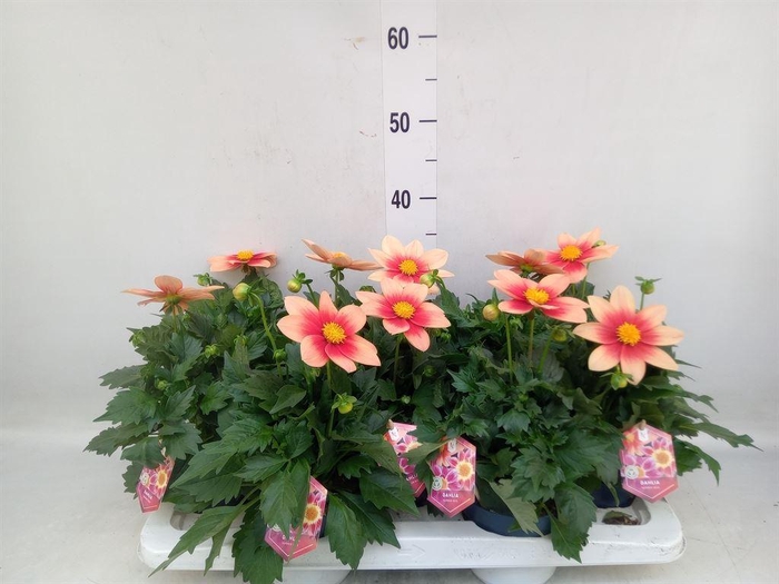 <h4>Dahlia  'Summerbees Salmon Bicolor'</h4>