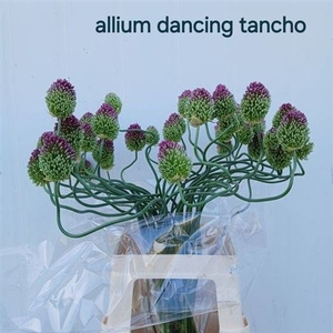 Allium Ov