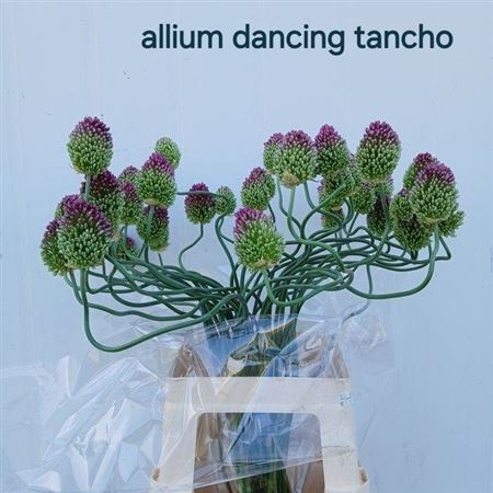 <h4>Allium Ov</h4>