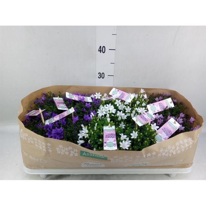 <h4>Campanula   ...</h4>