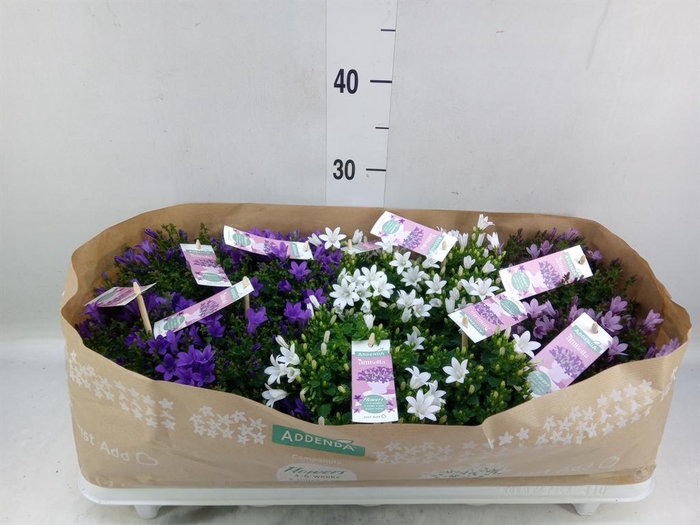 <h4>Campanula   ...</h4>