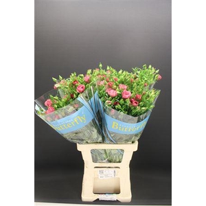 Ran Butterfly Jupiter 70cm