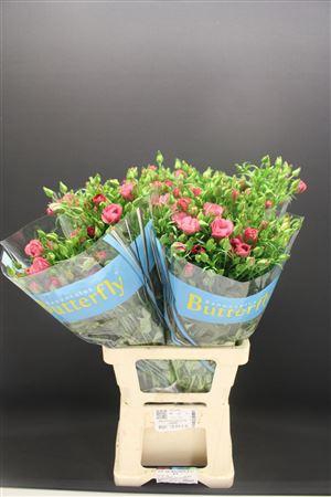 <h4>Ran Butterfly Jupiter 70cm</h4>