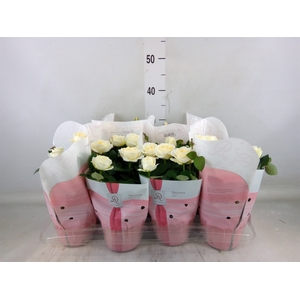 Rosa  'Amorosa Infinity White'