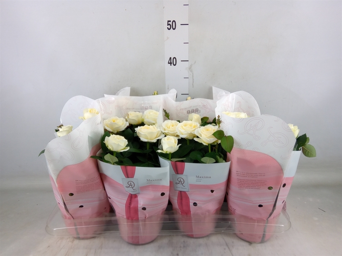 <h4>Rosa  'Amorosa Infinity White'</h4>