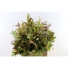 Leucothoe Walteri Rainbow