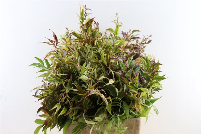 <h4>Leucothoe Walteri Rainbow</h4>