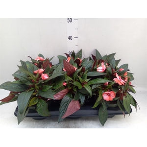 Impatiens NG 'Tamarinda Red Bicol'