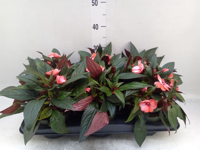 <h4>Impatiens NG 'Tamarinda Red Bicol'</h4>