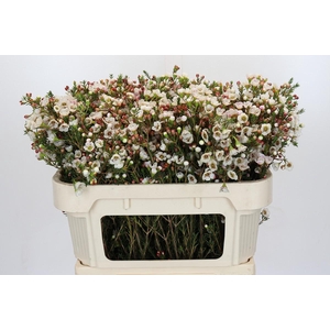 Chamelaucium Moonlight Delight