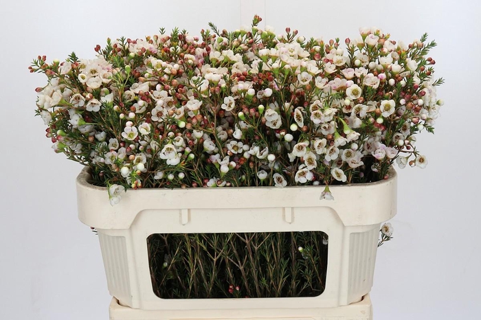 Chamelaucium Moonlight Delight