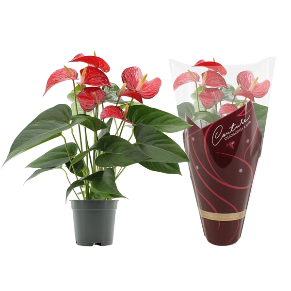 <h4>Anthurium Red Bull in Couture Diamond sleeve</h4>