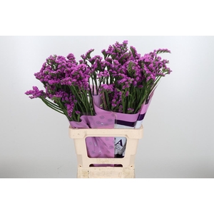 Limon S Rosa Sun Birds