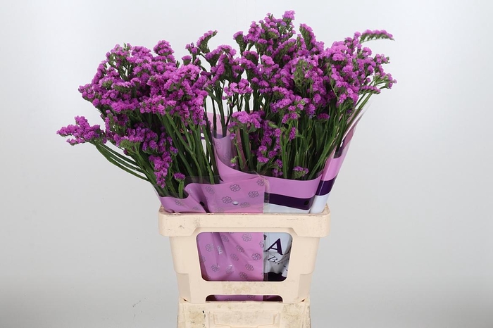 <h4>Limon S Rosa Sun Birds</h4>