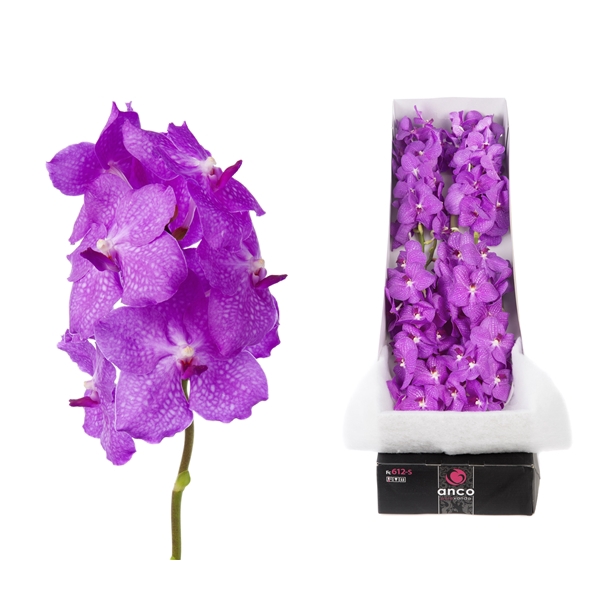 <h4>Vanda 8 tak Candy Pink</h4>