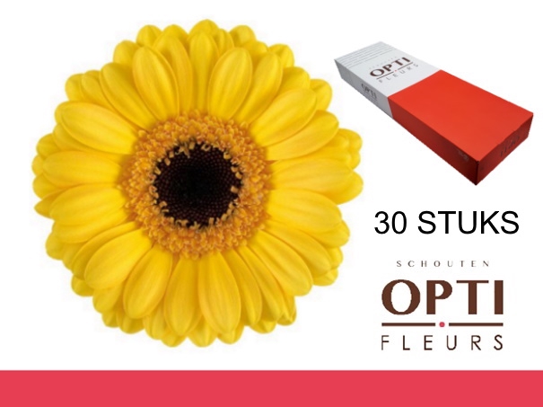 <h4>GE MI DELMONTE-Doosx30</h4>