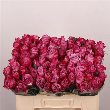 <h4>R Gr Deep Purple</h4>