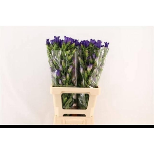 CAMP M CHAMPION BLUE