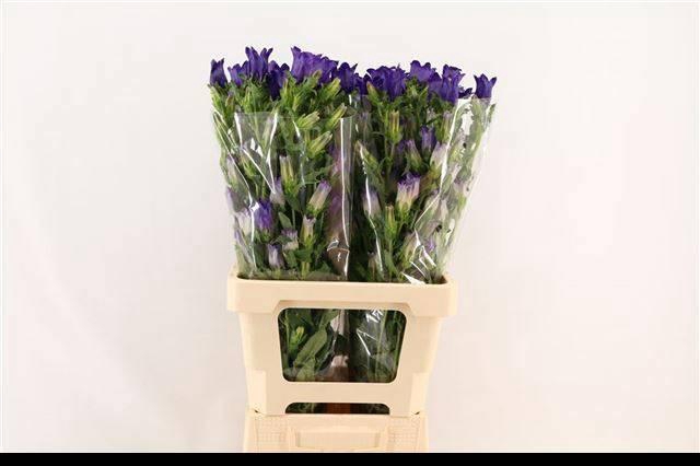 <h4>CAMP M CHAMPION BLUE</h4>