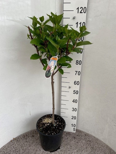 <h4>HYDR PANICULATA</h4>