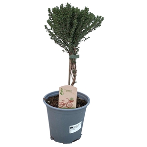 Thymus faustini 