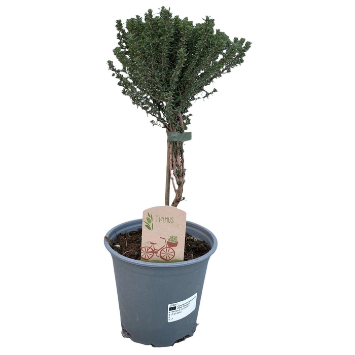 <h4>Thymus faustini "OP STAM"</h4>