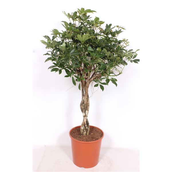 <h4>Schefflera arboricola 'Compacta'</h4>