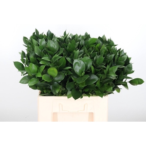 Ruscus