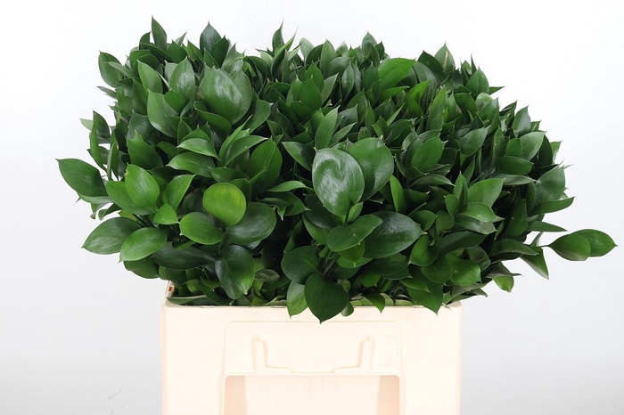 <h4>Ruscus</h4>