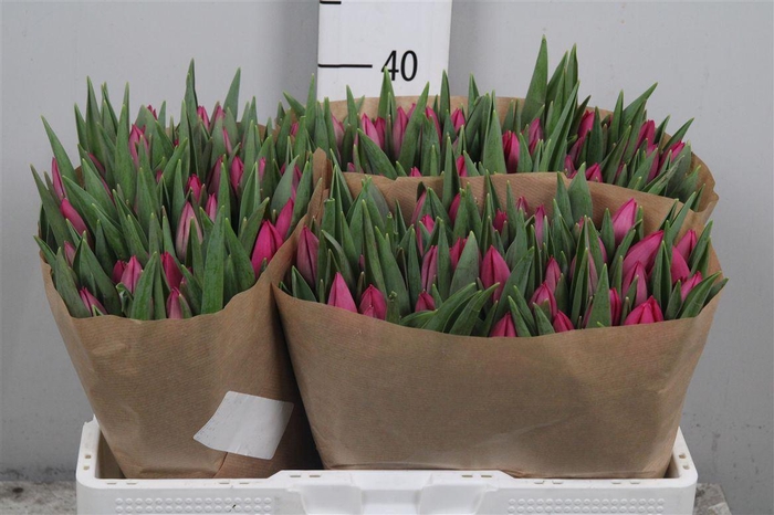 <h4>Tu En Pink Ardour</h4>