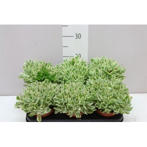 Crassula Ovatie Variegata
