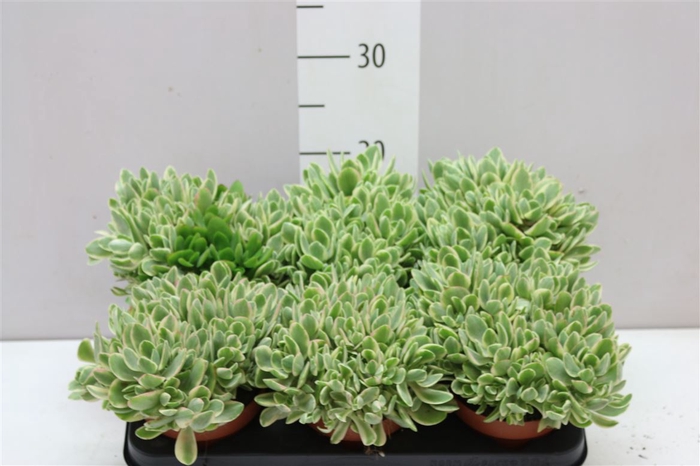 <h4>Crassula Ovatie Variegata</h4>