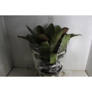 BROMELIA IMPERIAL P27 VERDE/VERMELHO